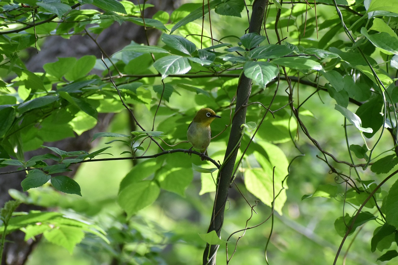 animal  forest  wood free photo