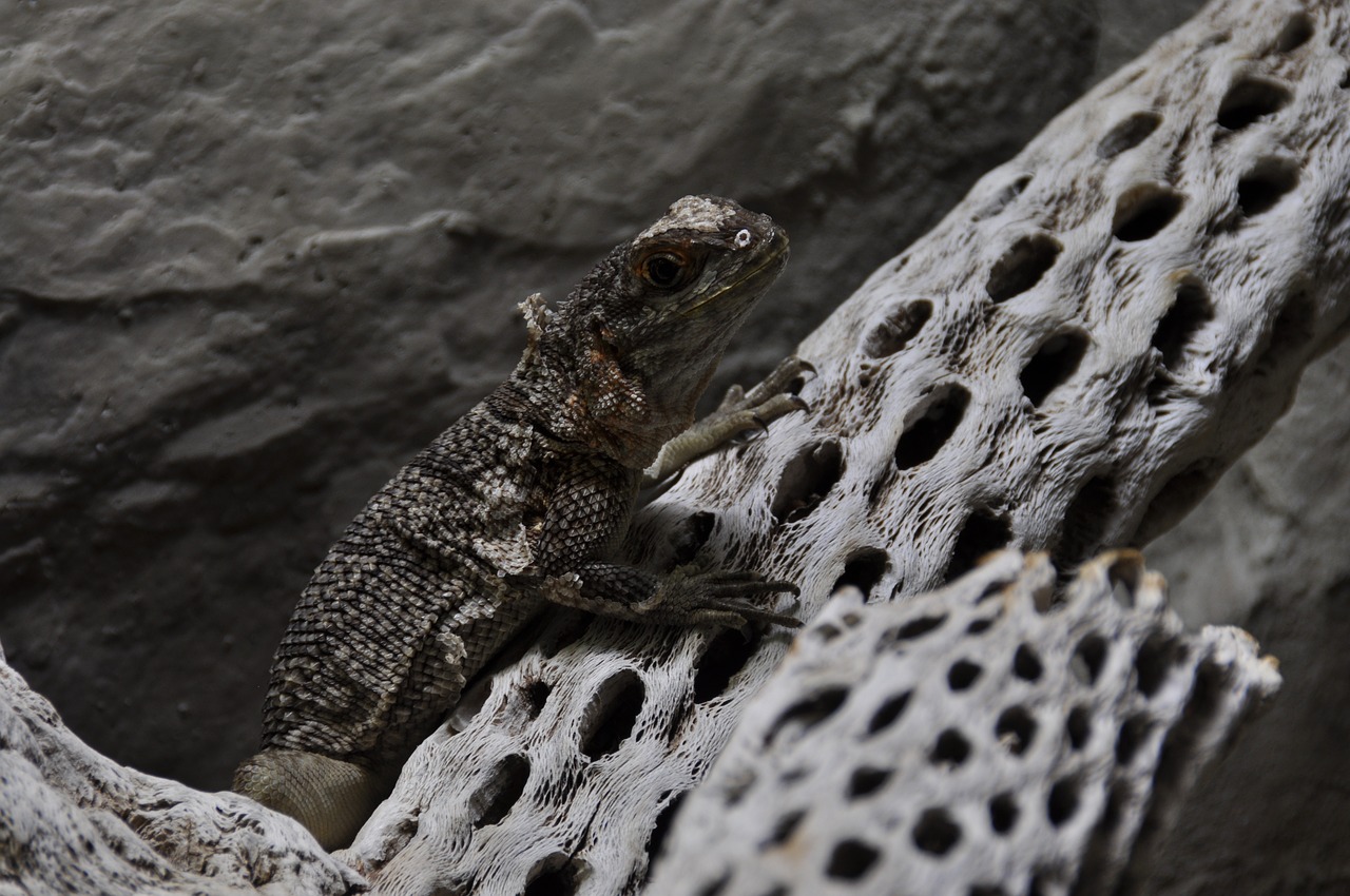 animal  iguana  madagascar iguana free photo