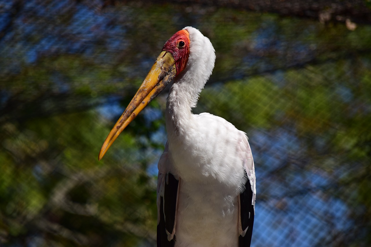 animal  bird  wildlife free photo