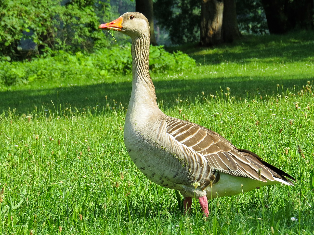 animal  goose  poultry free photo