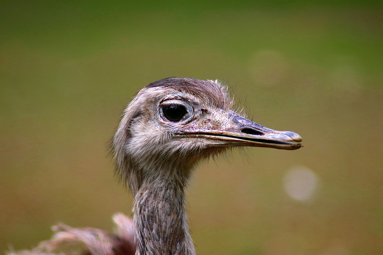 animal  bird  nature free photo