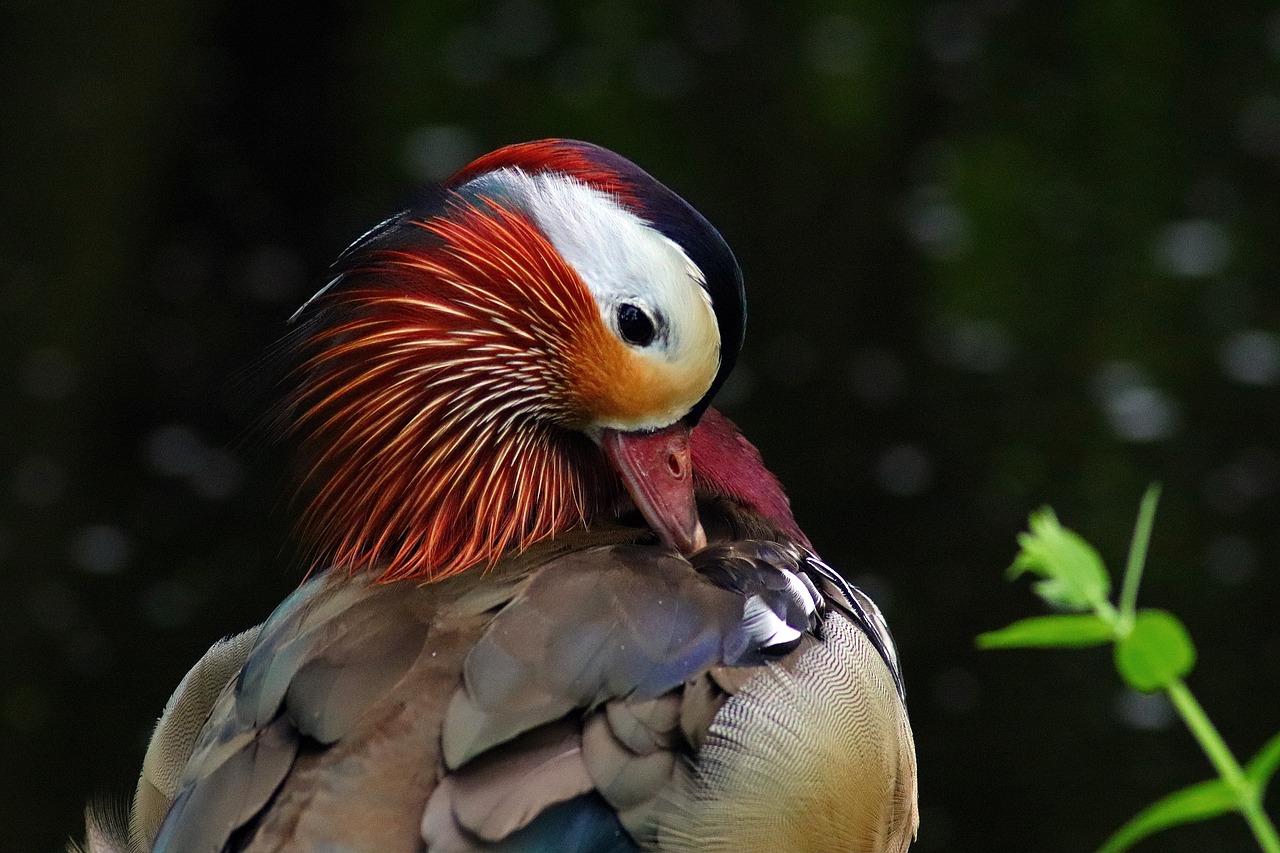 animal  bird  water bird free photo