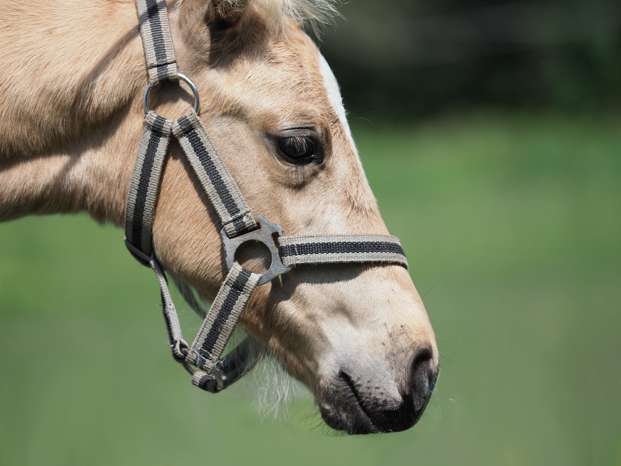 animal  horse  head free photo