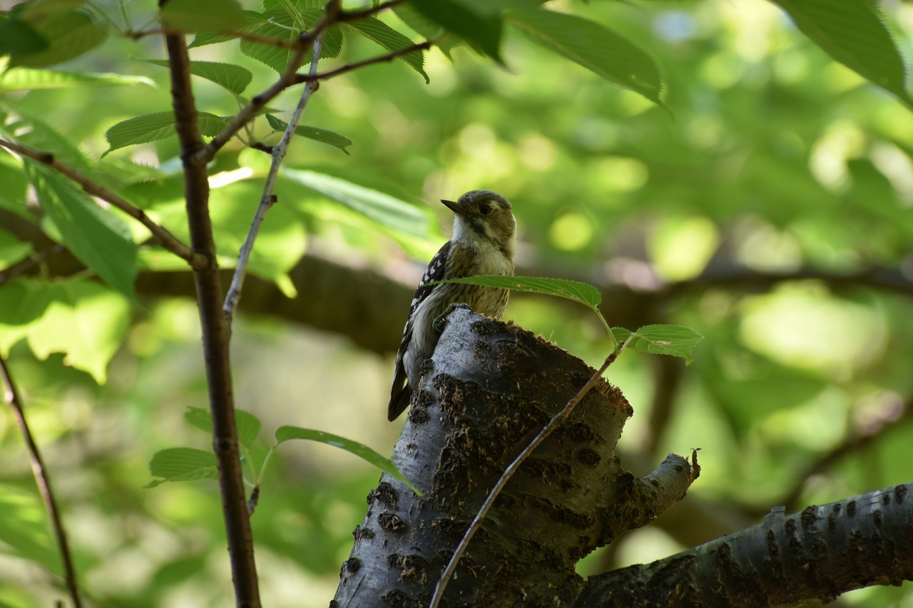 animal  forest  wood free photo