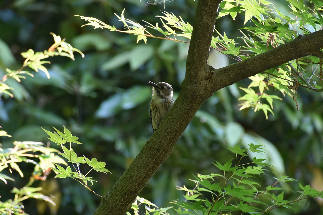 animal  forest  wood free photo