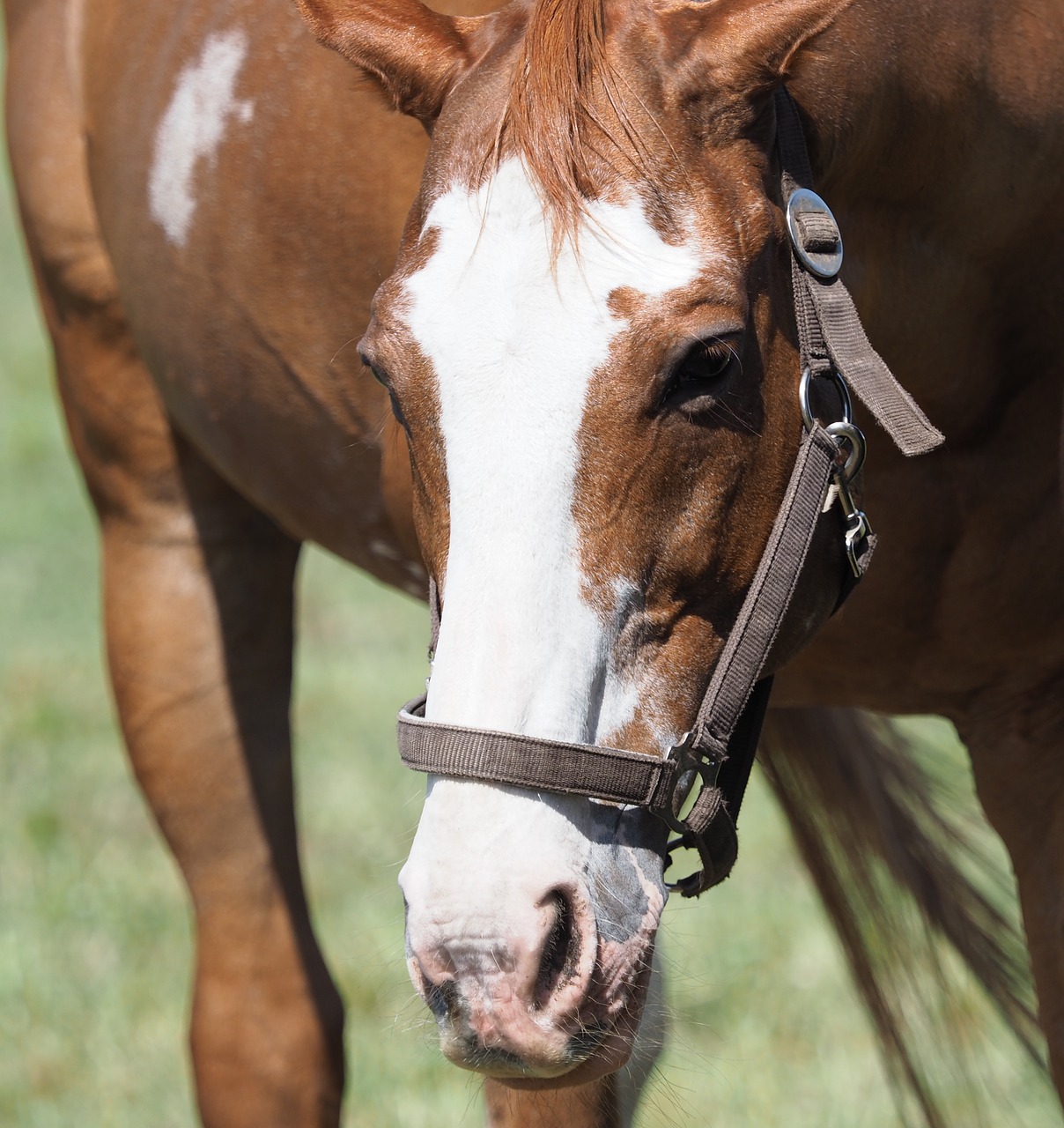 animal  horse  head free photo