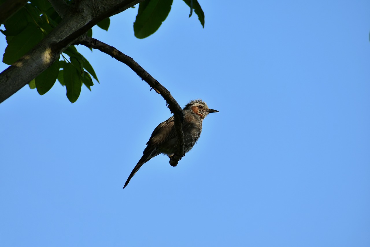 animal  sky  wood free photo