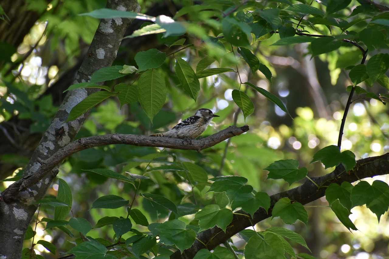 animal  fresh green  wood free photo