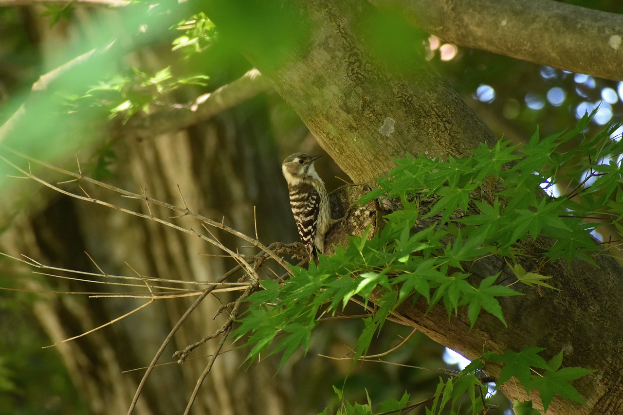 animal  fresh green  wood free photo