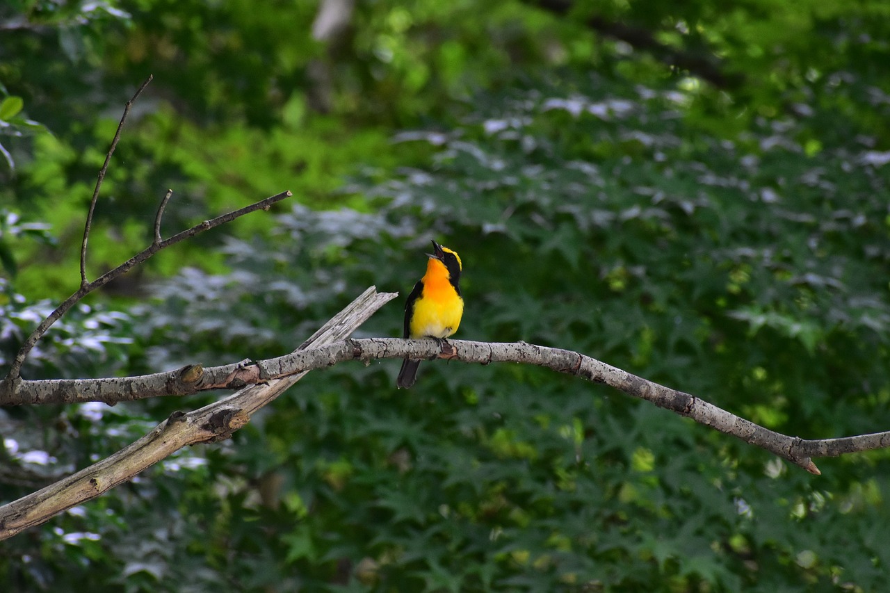 animal  fresh green  wood free photo