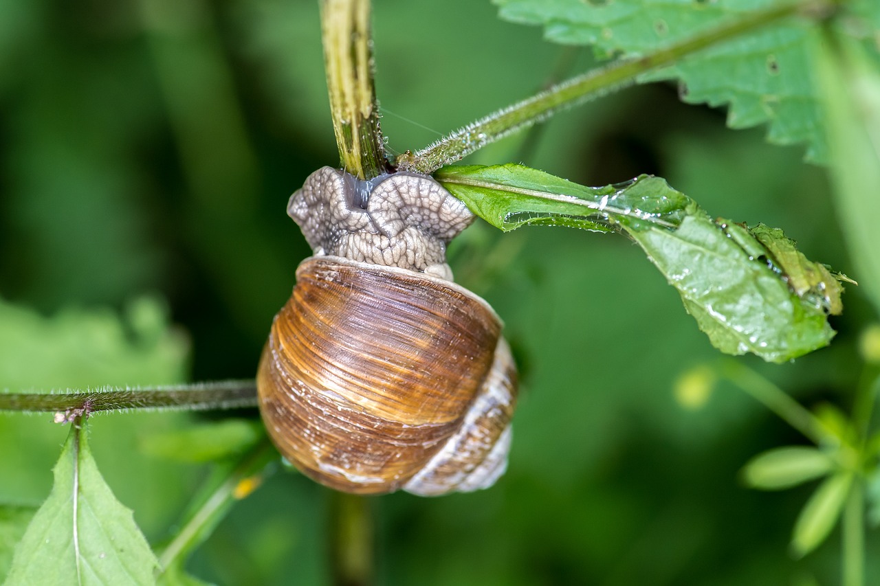 animal  snail  nature free photo