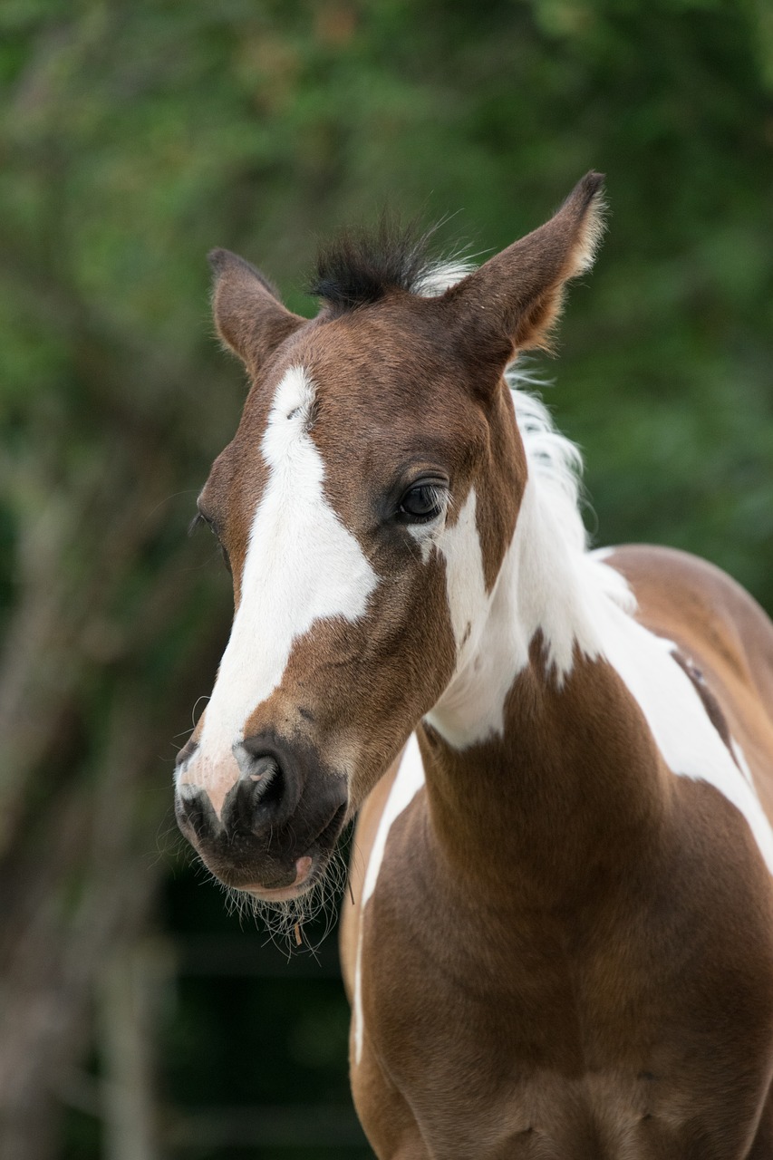 animal  horse  foal free photo