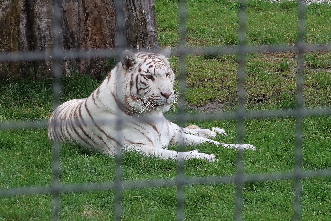 animal  tiger  borysew free photo