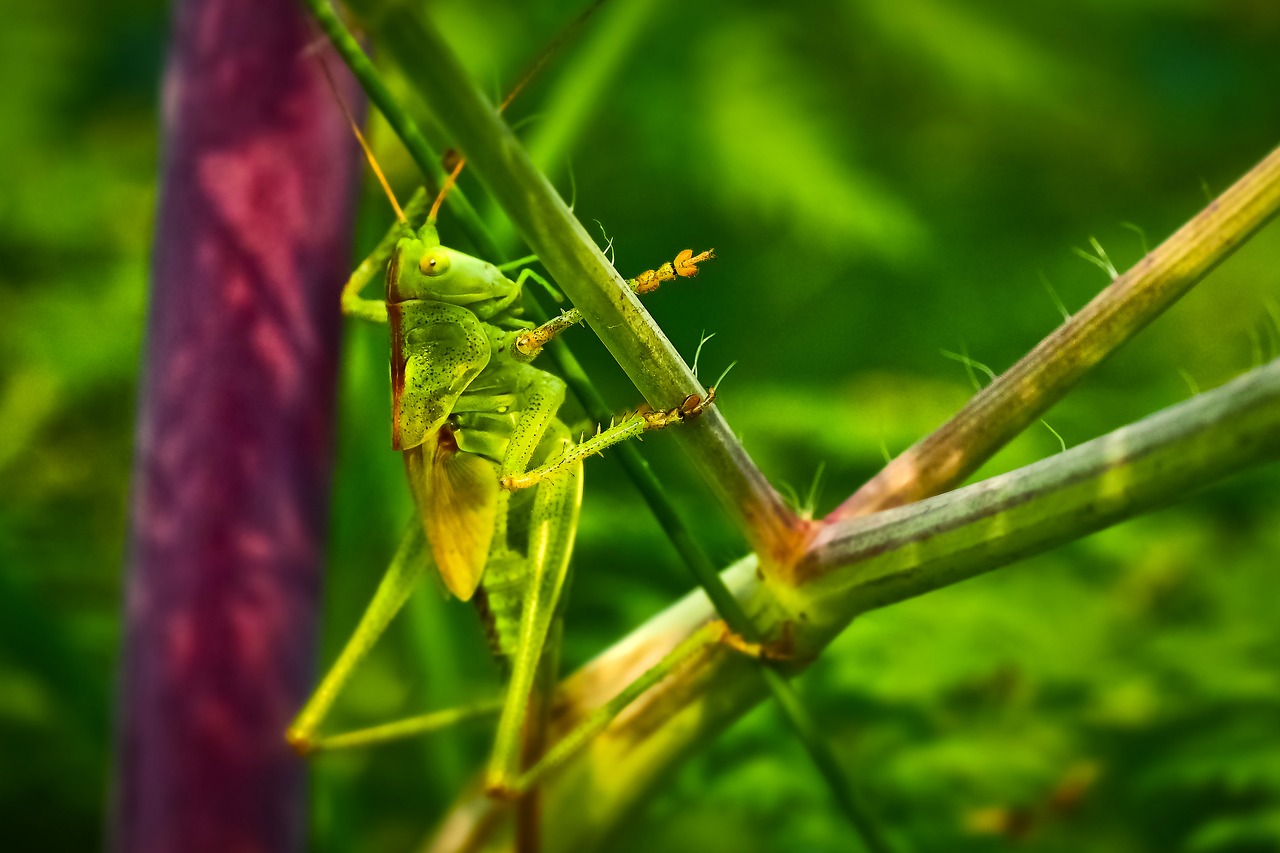 animal  grasshopper  insect free photo