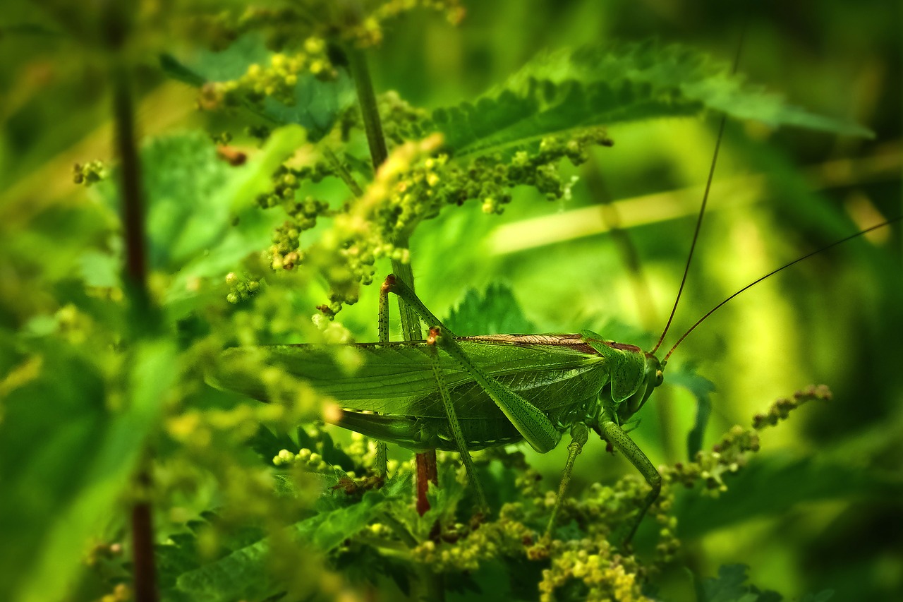 animal  grasshopper  insect free photo