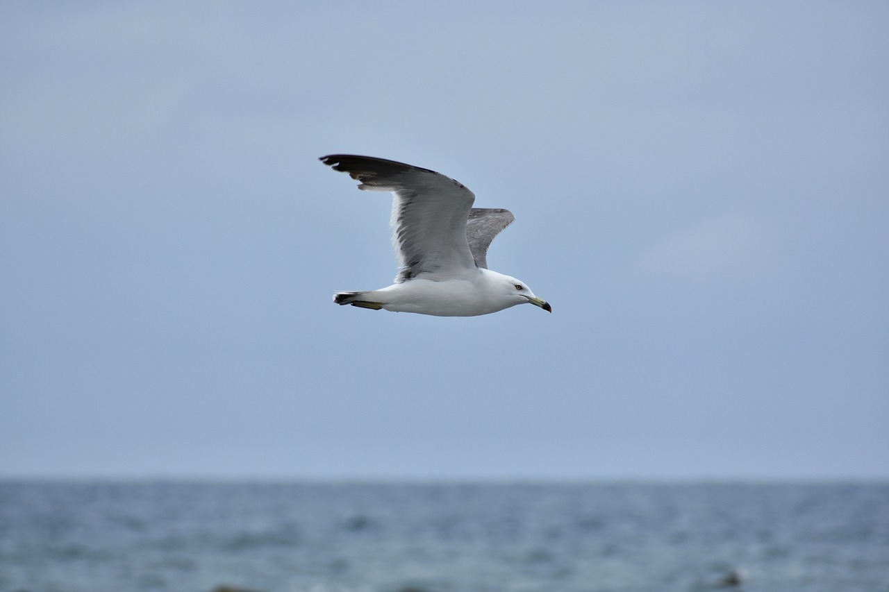 animal  sky  sea free photo