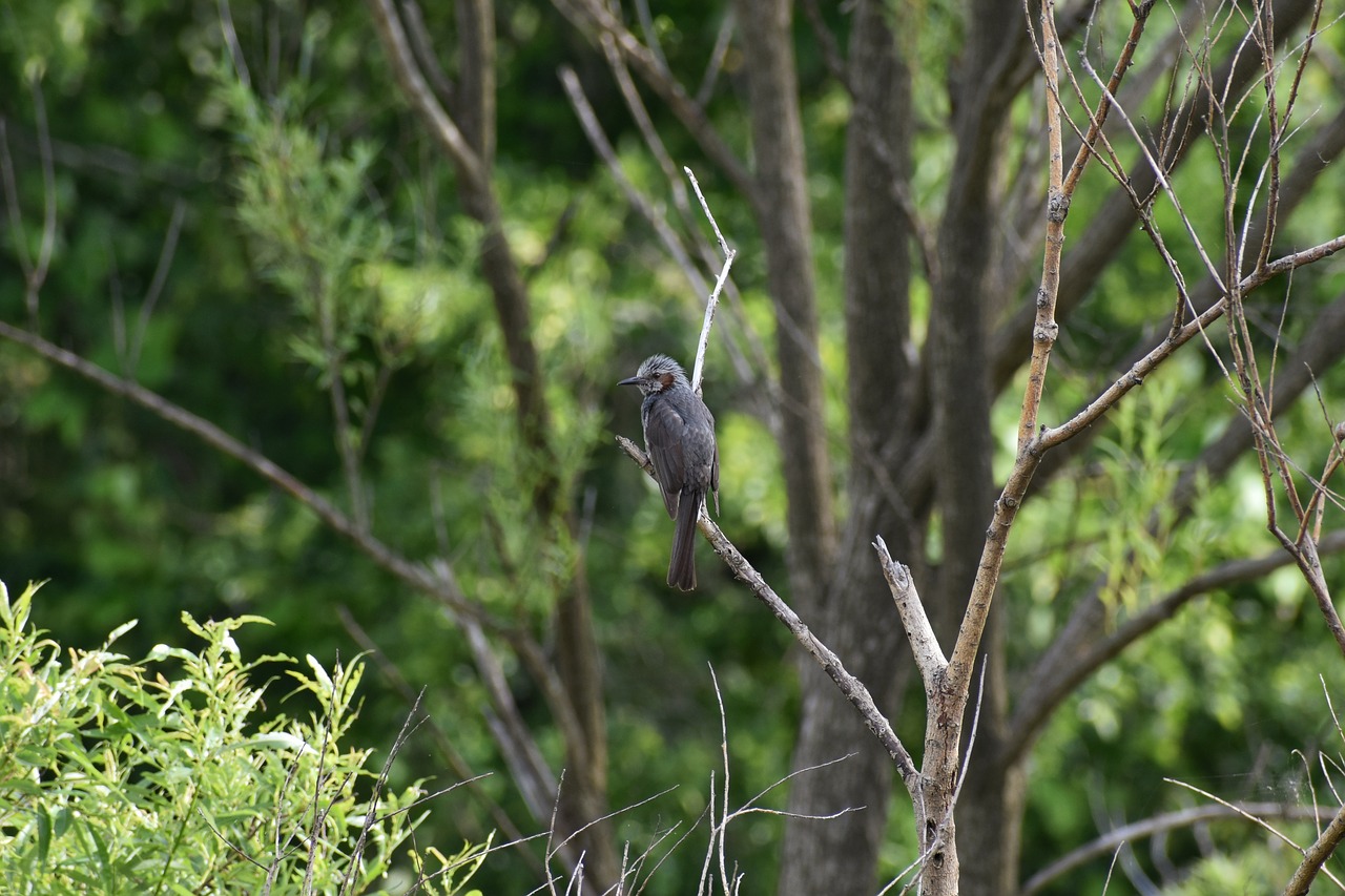 animal  forest  wood free photo