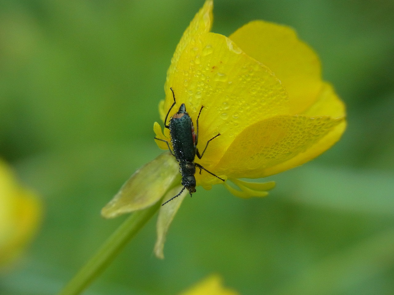 animal insect beetle free photo