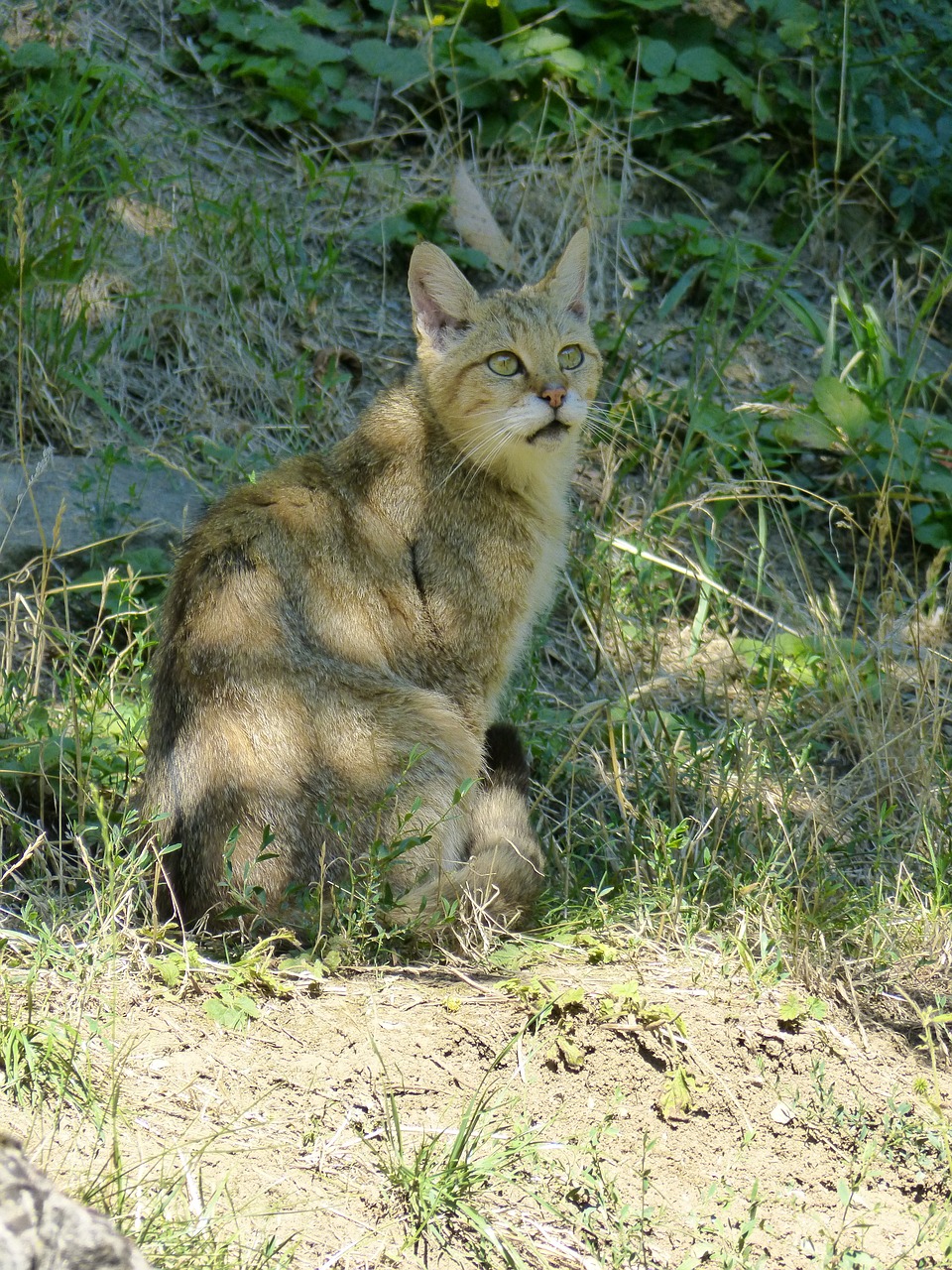 animal mammal cat free photo