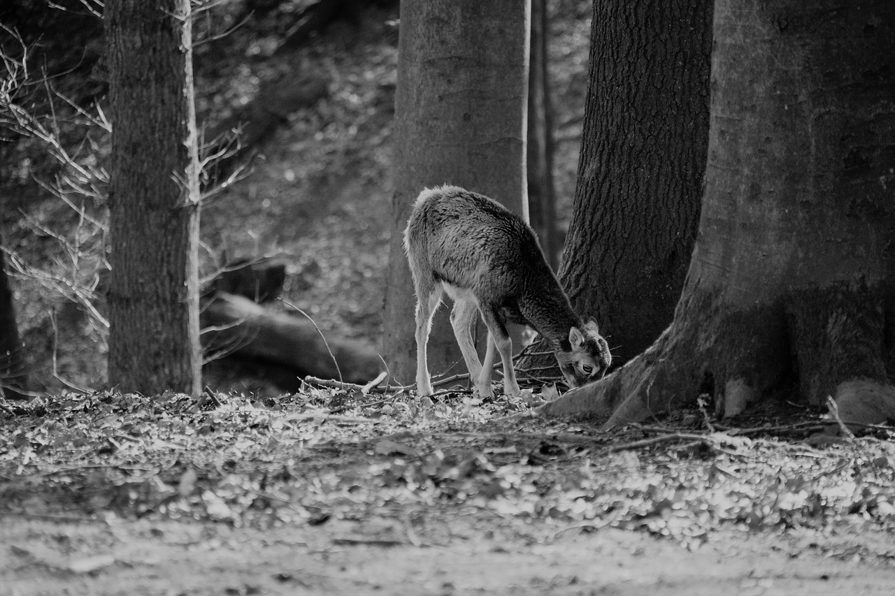 animal  portrait  wild free photo