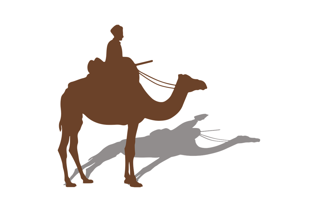 animal  camel  desert free photo