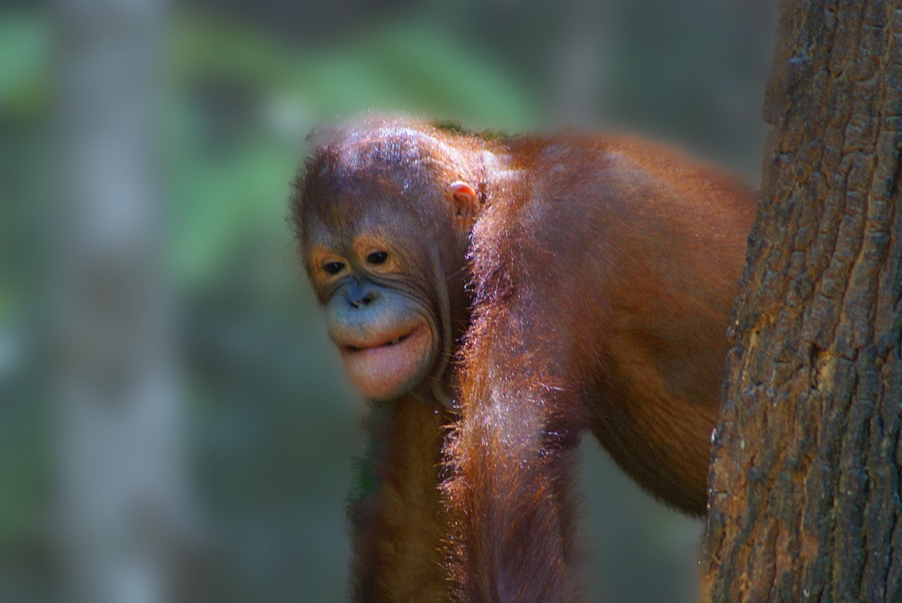 animal  orangutan  borneo free photo