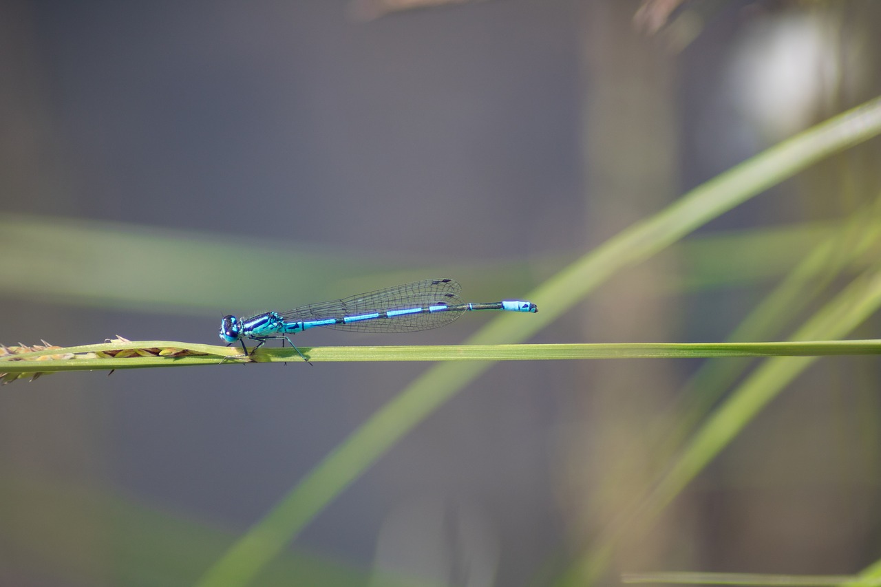 animal  dragonfly  grass free photo