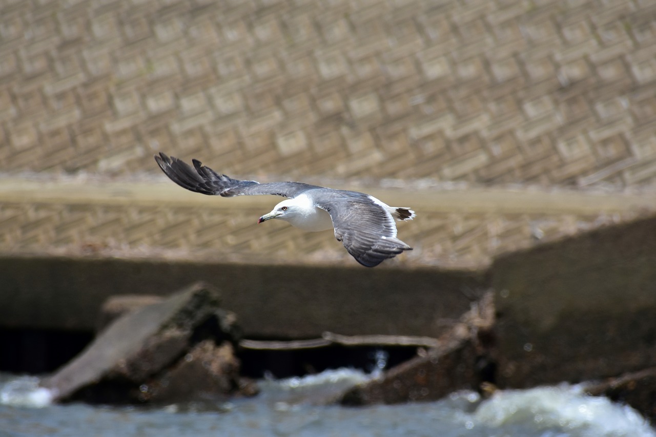 animal  sea  beach free photo