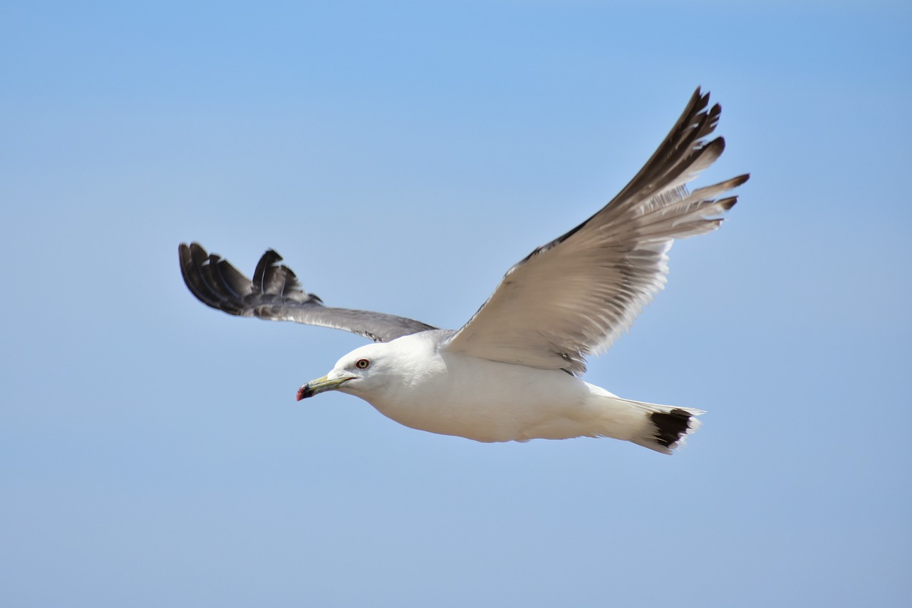 animal  sky  sea free photo