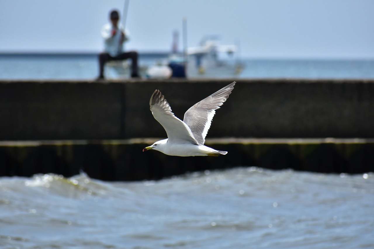 animal  sea  beach free photo