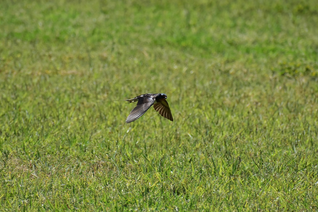 animal  park  lawn free photo