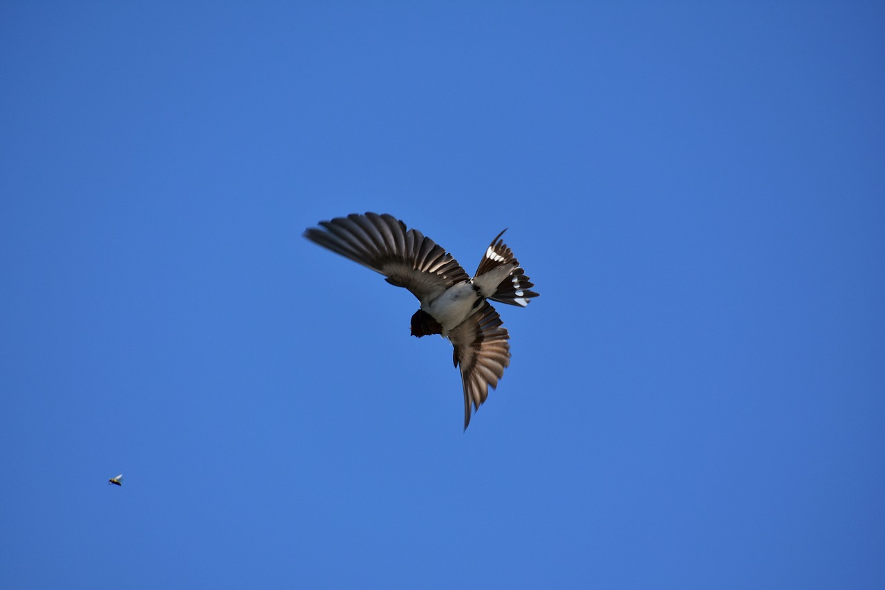 animal  sky  bird free photo