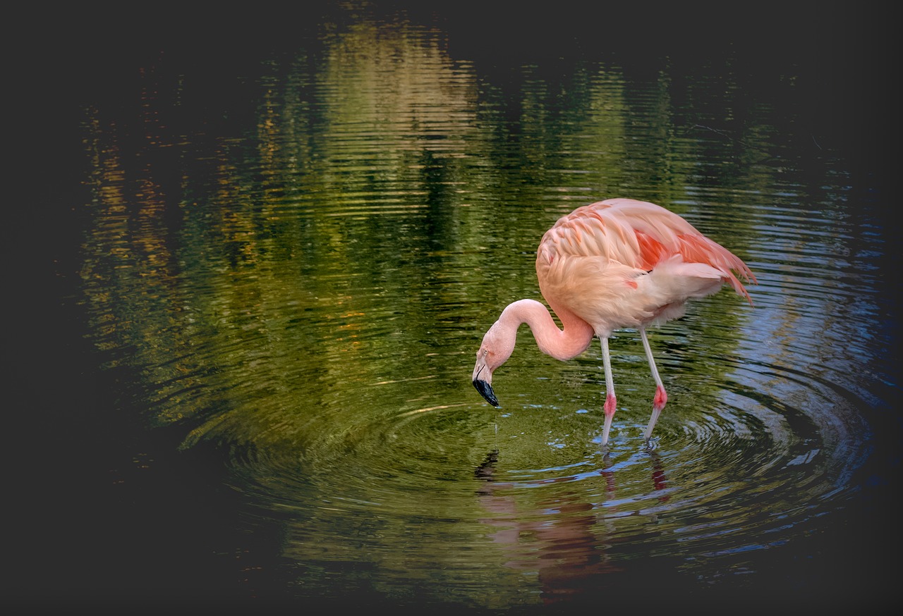 animal  beak  beautiful free photo