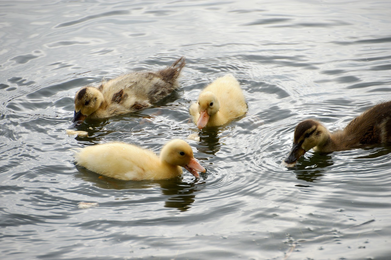 animal  ducklings  mallard free photo