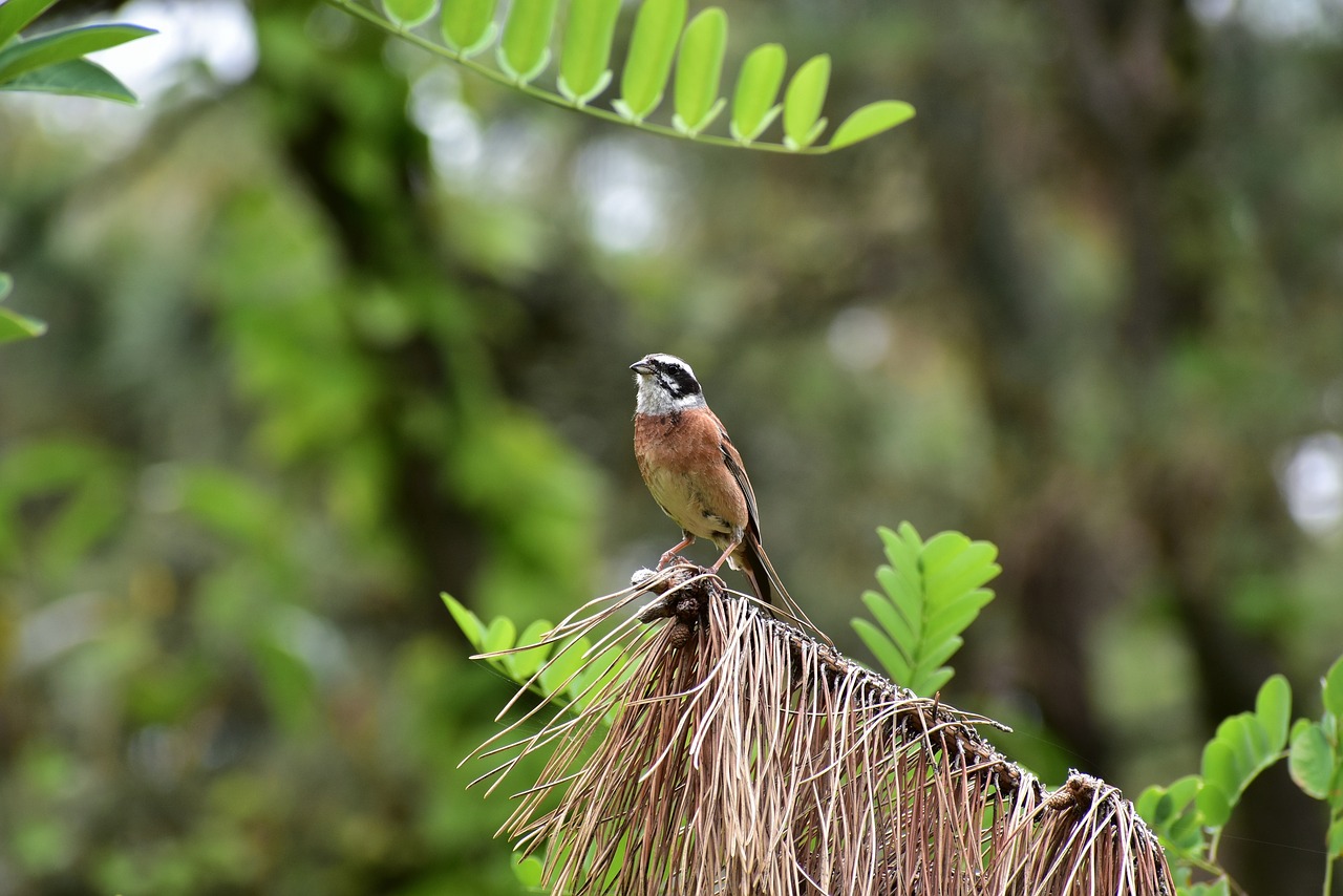 animal  forest  wood free photo