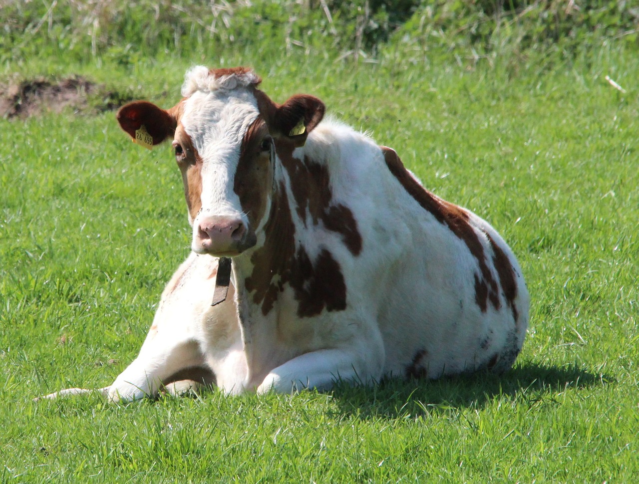 animal holstein cattle cow free photo