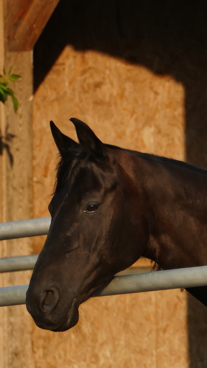 animal  horse  black free photo