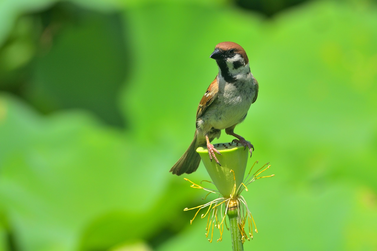 animal  bird  sparrow free photo