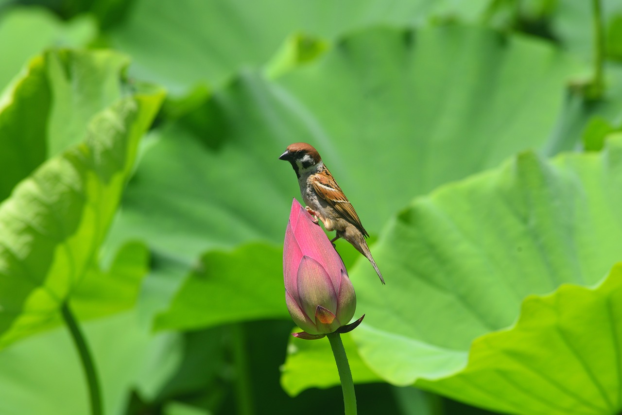 animal  bird  sparrow free photo