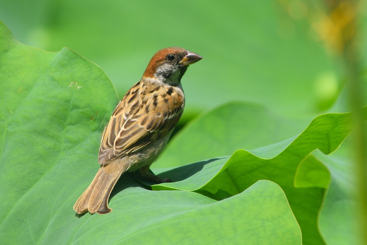 animal  bird  sparrow free photo