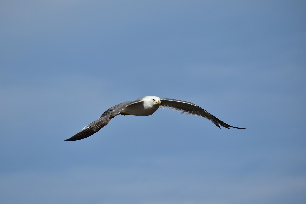 animal  sky  bird free photo