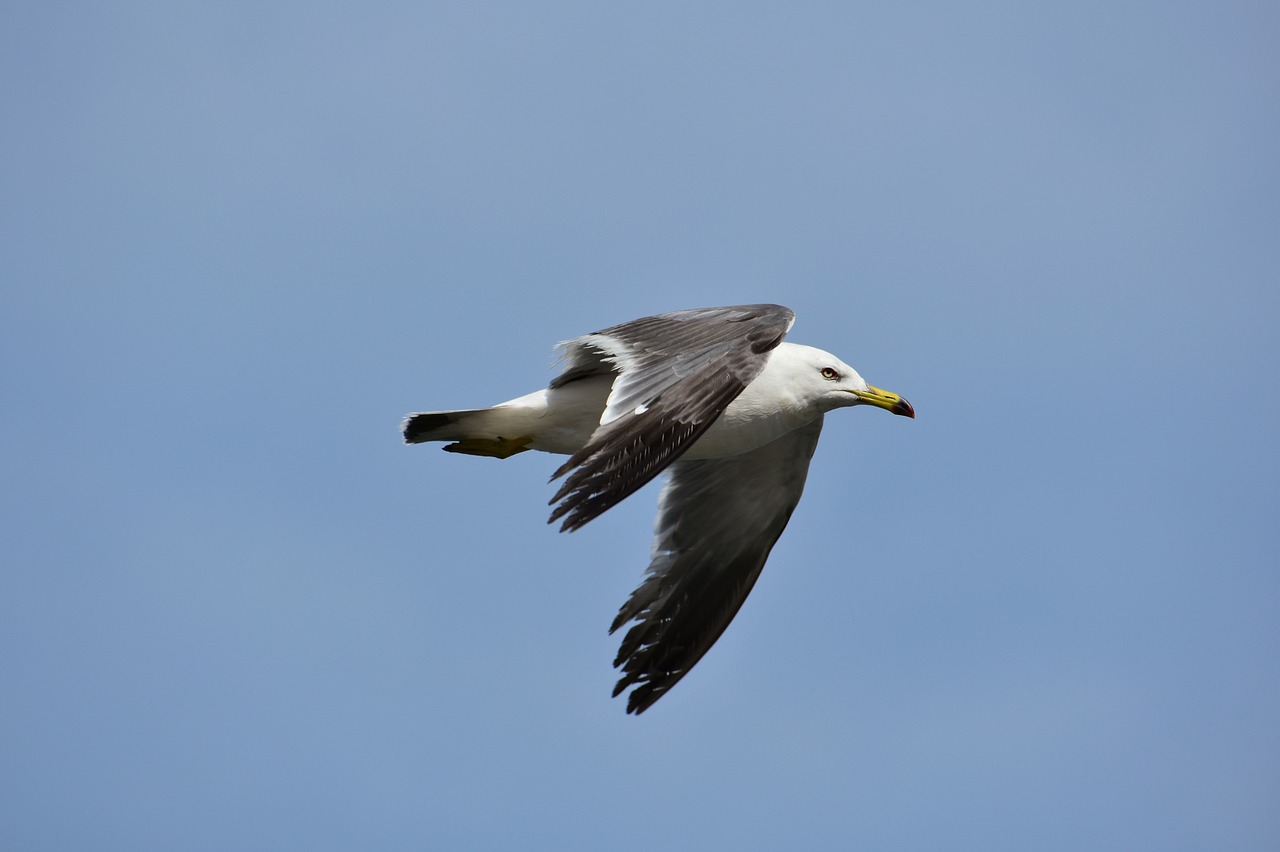 animal  sky  bird free photo