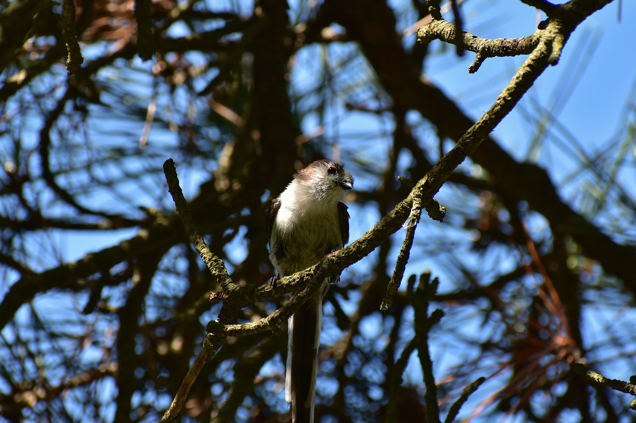 Bird woods