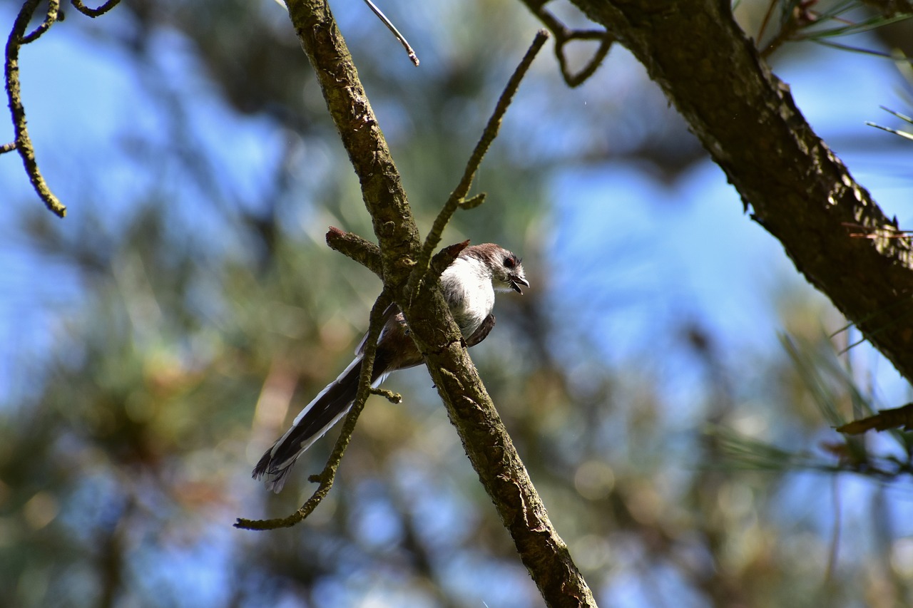 Bird woods