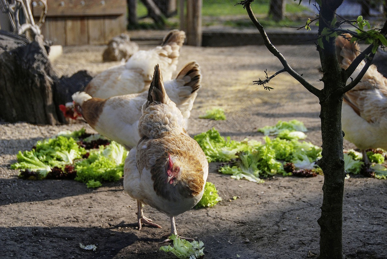 animal  bird  chicken free photo