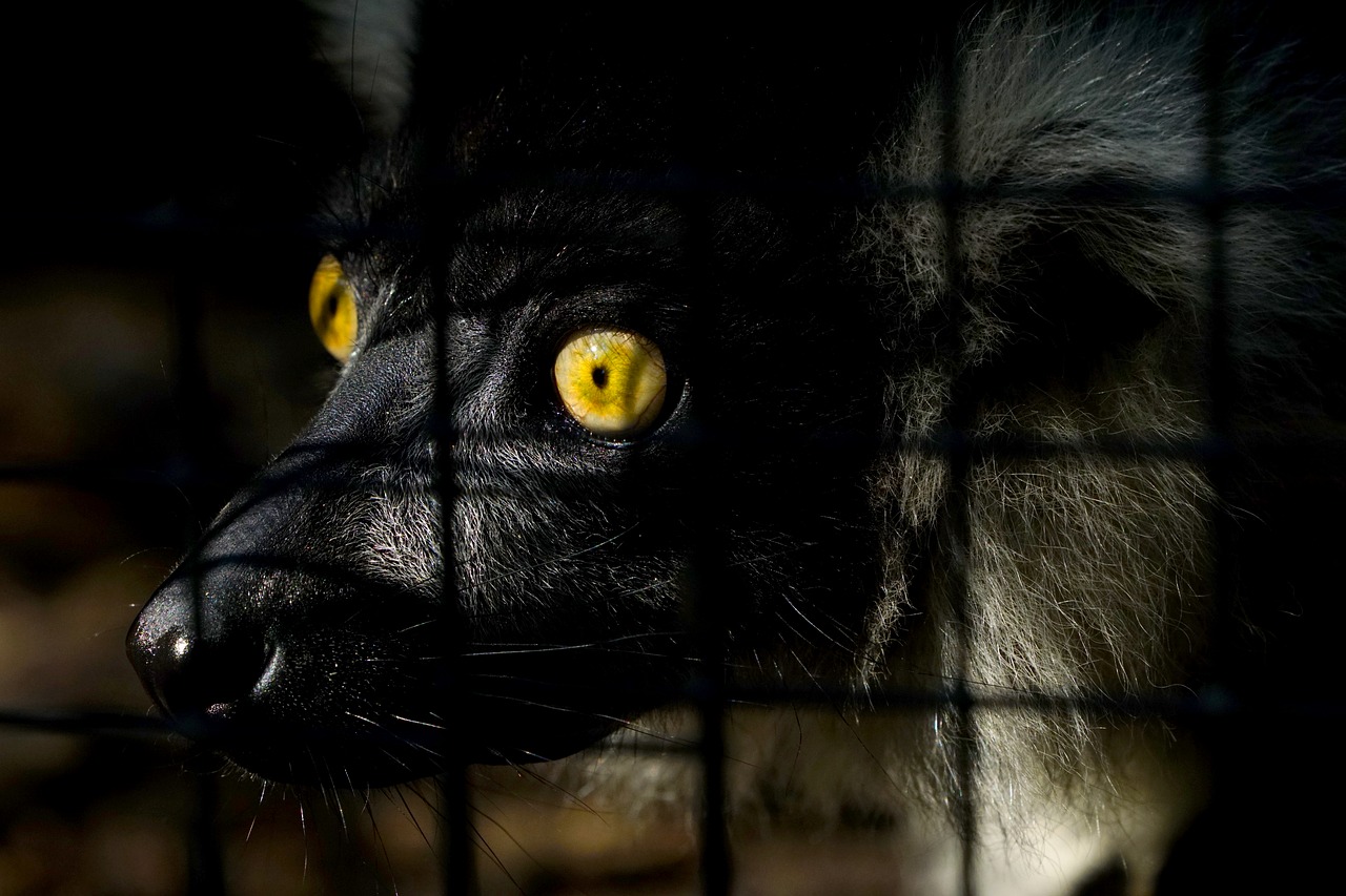 animal  mammal  ring tailed lemur free photo