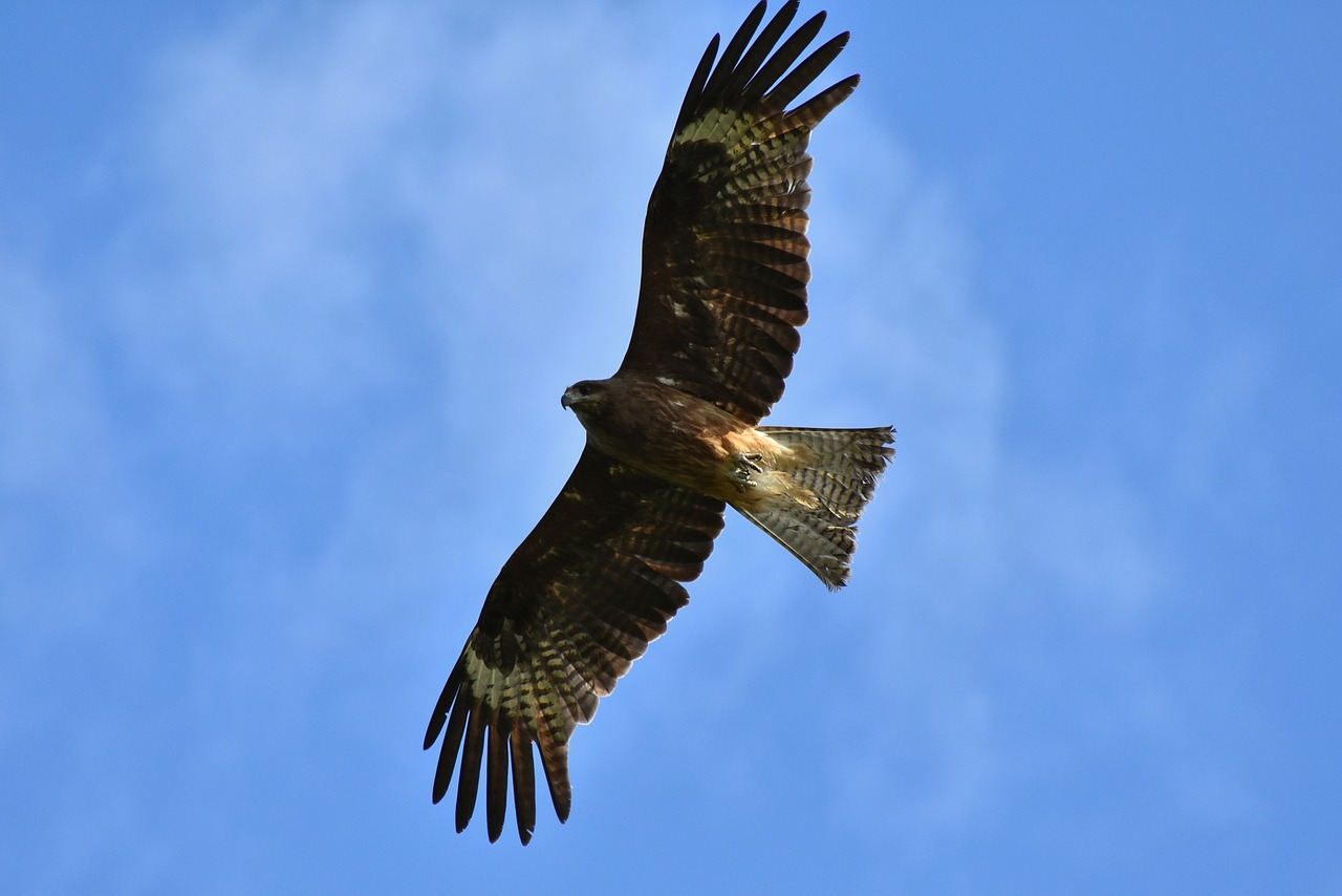 animal  sky  bird free photo