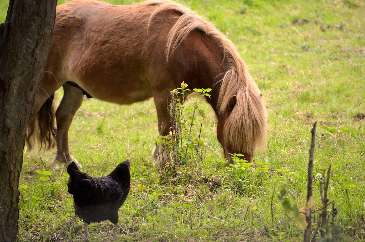 animal  animals  pony free photo