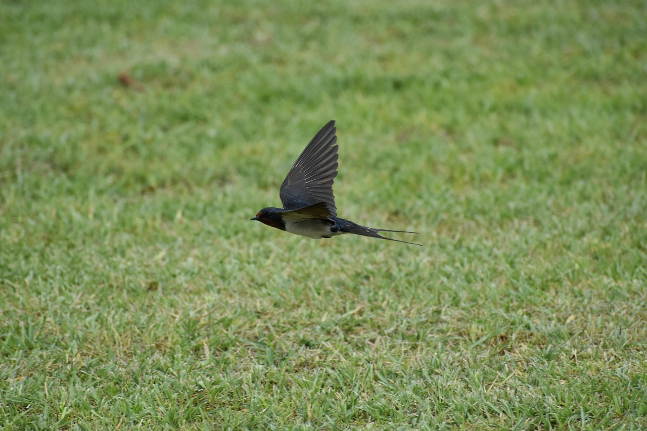 animal  park  lawn free photo