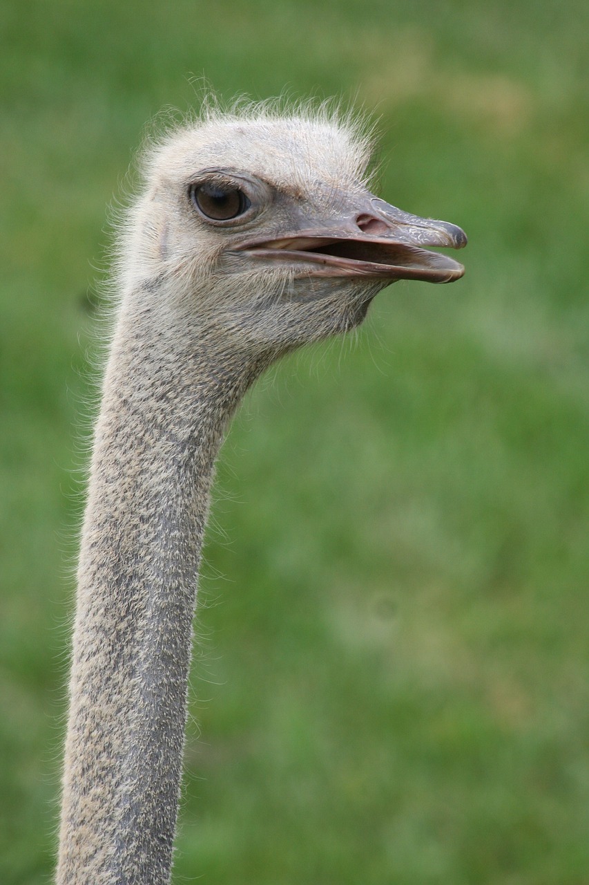 animal  zoo  ostrich free photo